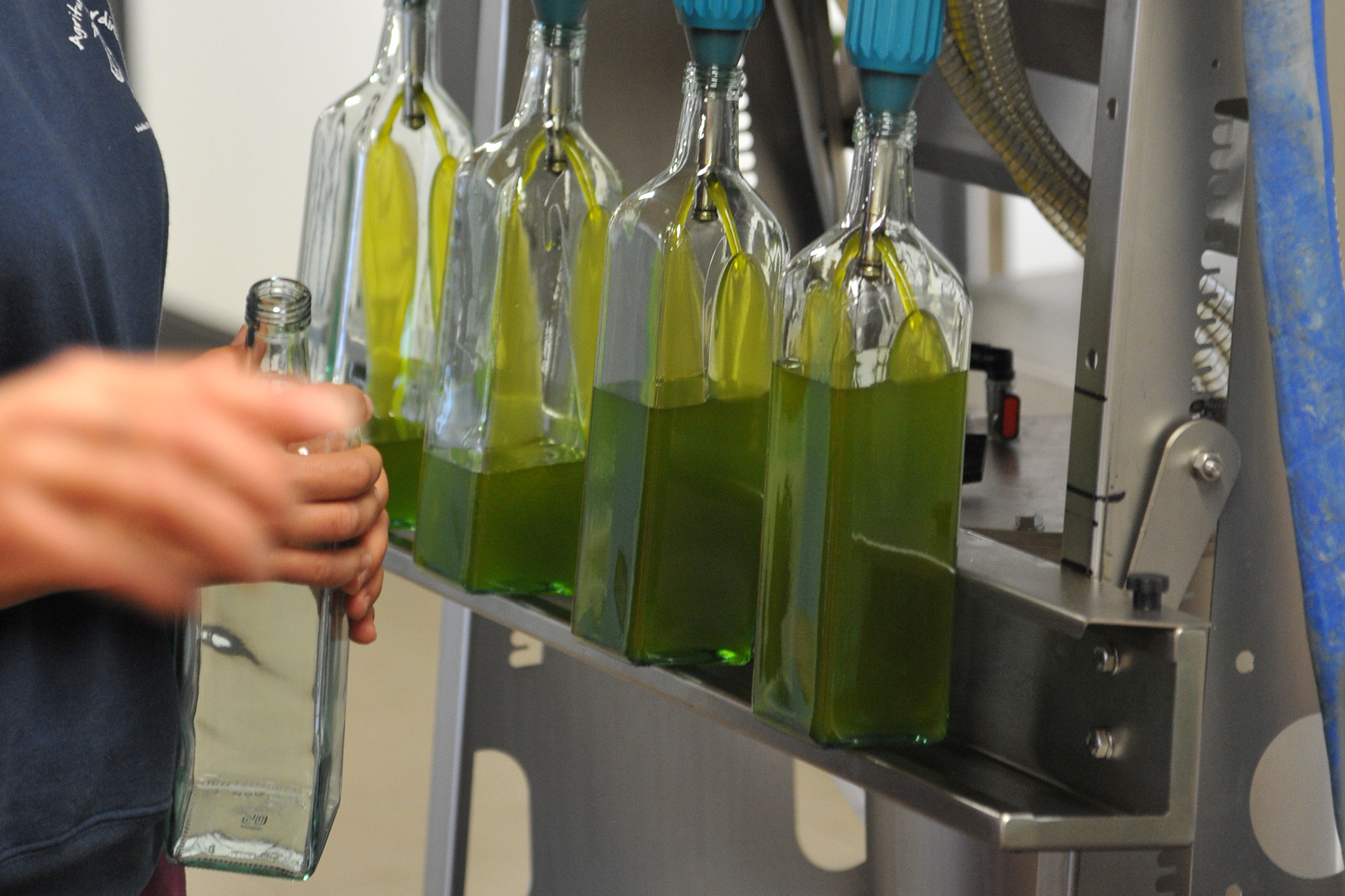 Freshly pressed extra virgin olive oil being bottled into glass containers at a small olive mill