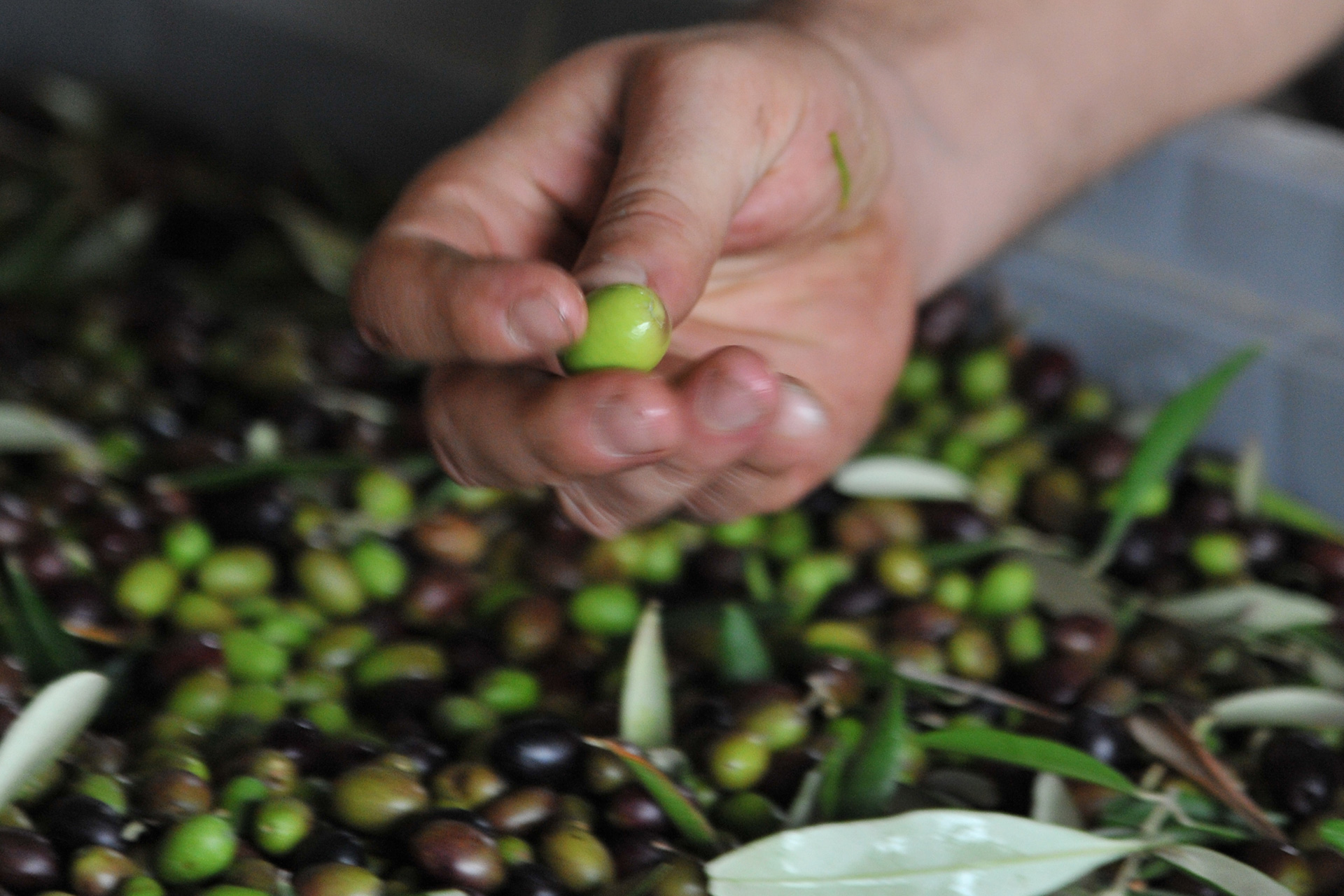 Close-up of a hand holding a freshly picked green olive during the harvest