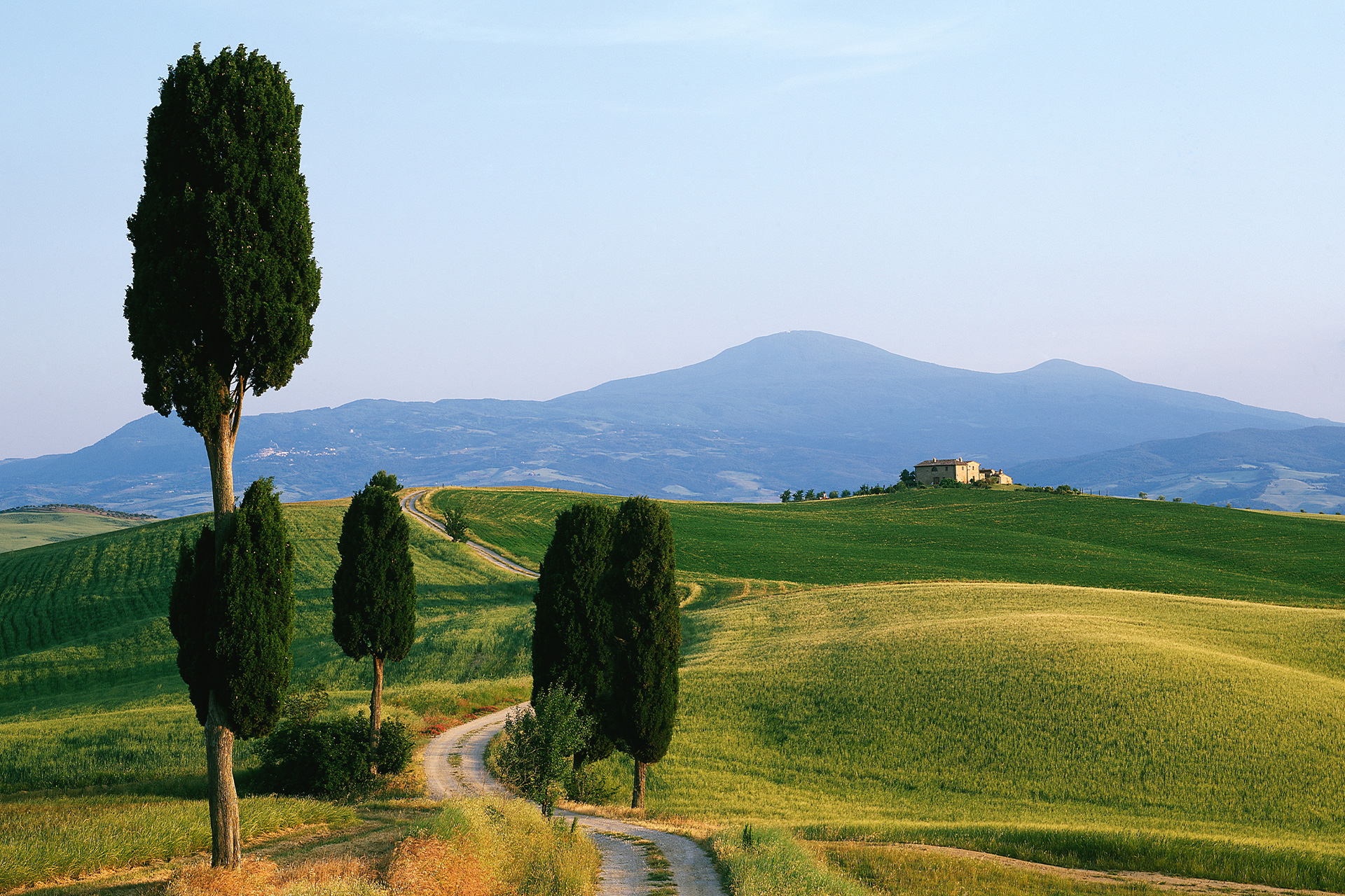 Cypress trees along a winding road in the Val d'Orcia countryside, Tuscany
