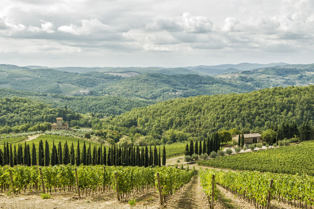 Vineyards in Albola region