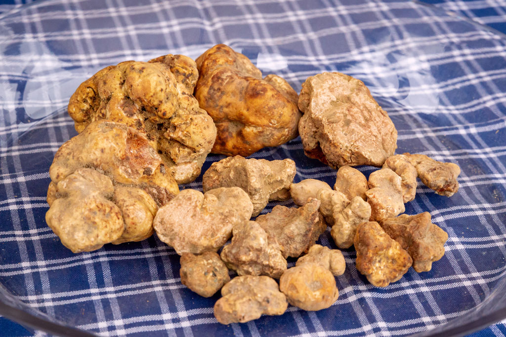 White truffle San Miniato