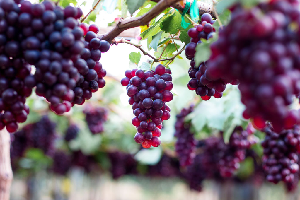 purple organic fruit in vineyard . bunch of ripe fresh grape at nature garden to make wine