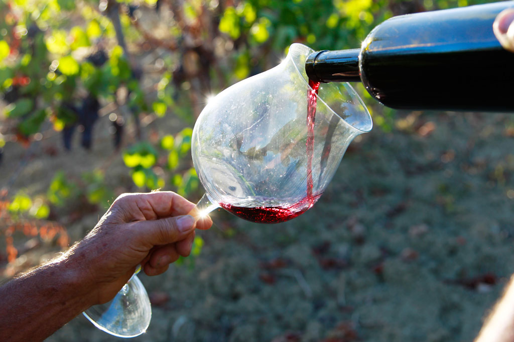 Wine tasting in vineyards