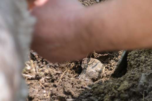 Truffle Hunting - Truffle hunting in Siena and Pisa