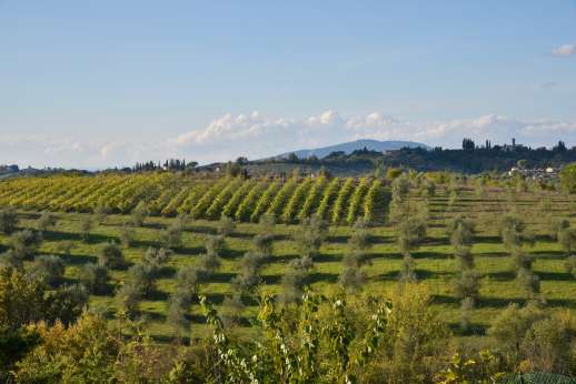 Colli Fiorentini - Views of rolling landscape olive groves and vineyards.