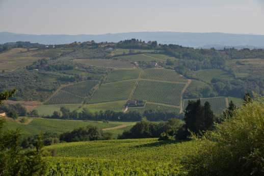 Tenuta Almabrada - Vineyards cover every hillside