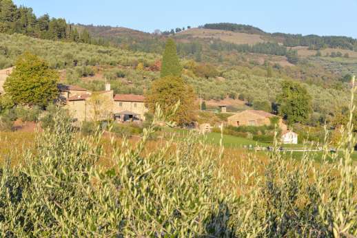 The Estate Of Petroio - Villa Il Borgo seen through the olive grove