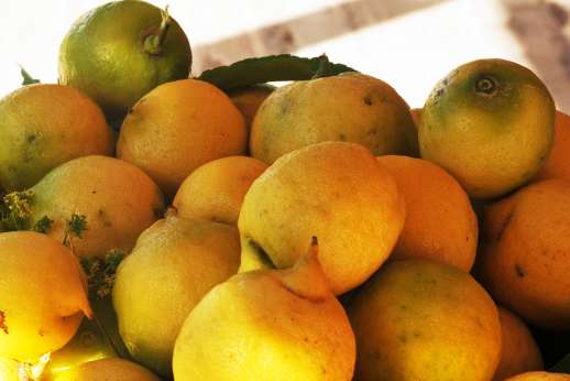 L'Agrumeto dell'Isola - Fresh lemons grow in the garden!