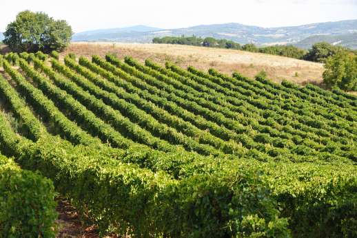 Segreto Gelsomino - Vineyards surround the villa