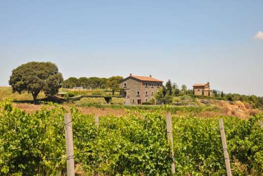 Segreto Gelsomino - Segreto Gelsomino surrounded by vineyards