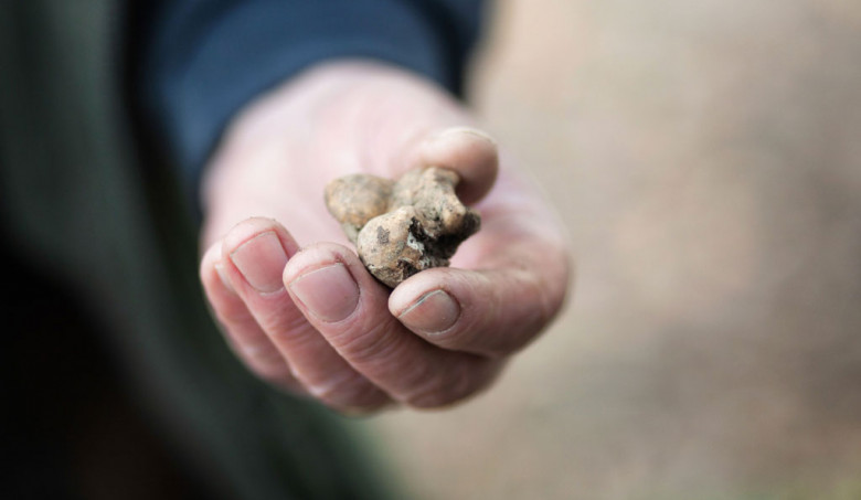 Truffle Hunting by Taols