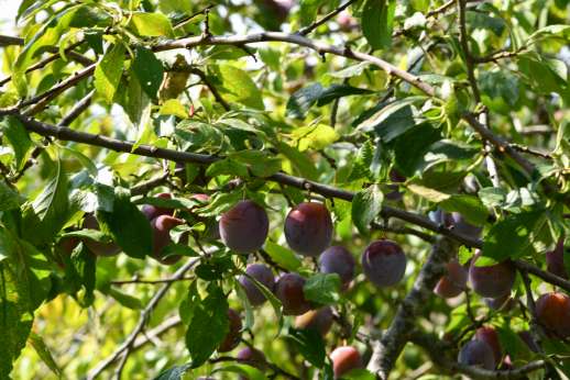 Belsguardo - Fresh fruit in the garden