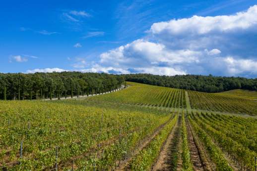 Dadianora -  The large family home sits on an estate and farm (run by the homeowners) producing one of the oldest and most prestigious wines of Tuscany, Nobile di Montepulciano DOCG,