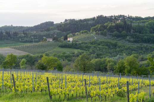 Maggiano Piccolo - Vineyards by the villa