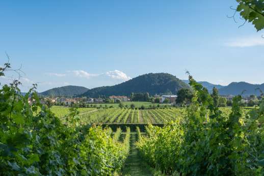 Ca' di Lista - Wine tastings can be organized upon request at the wine shop, and a visit to the farm and the rural tools collection of the estate