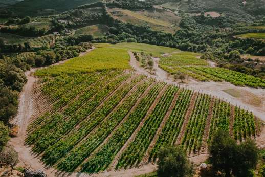 Tuscan Garden Experience with Lunch & Wine Tasting