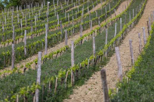Colle Bereto Chianti Wine Tour, Tasting, Cooking Class & Lunch
