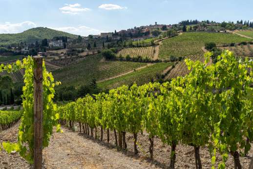 Colle Bereto Chianti Wine Tour, Tasting & Bistecca Lunch