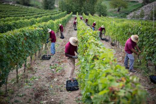 Colle Bereto Chianti Wine Tour, Tasting & Bistecca Lunch
