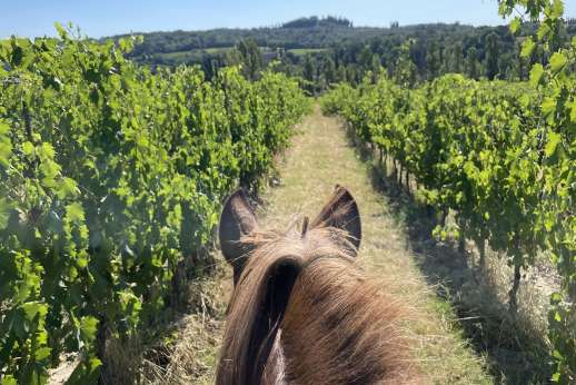 Vineyard Horseback Riding Tour in Tuscany