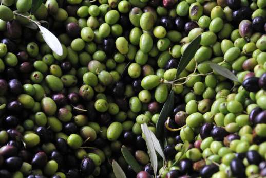 Tuscan Extra Virgin Olive Oil Tasting on Chianti Farm