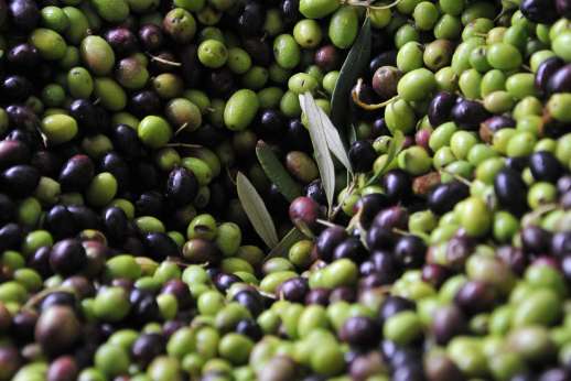 Fresh green and black olives harvested for traditional Italian olive oil production
