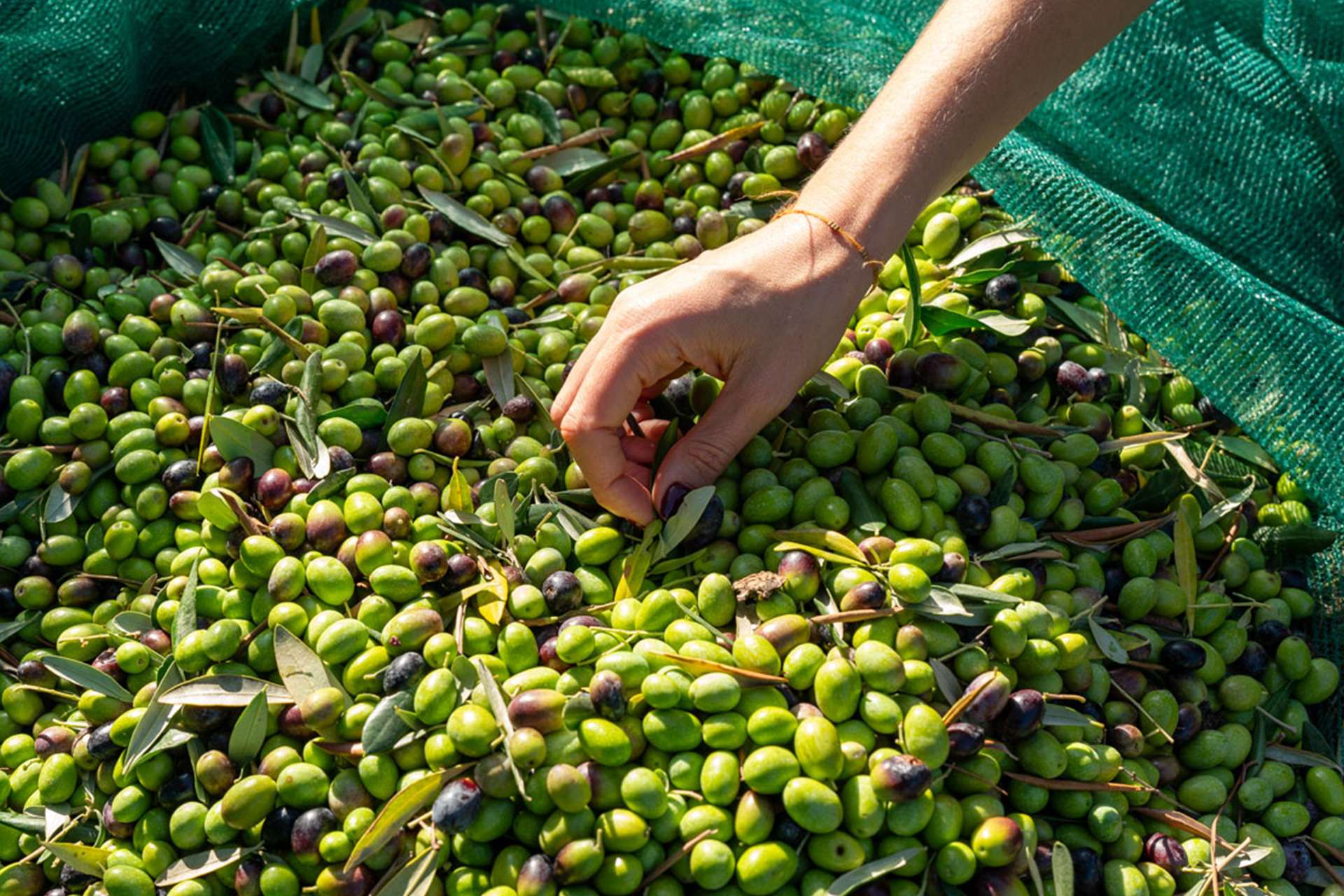 Tuscan Extra Virgin Olive Oil Tasting | Tuscany Now & More