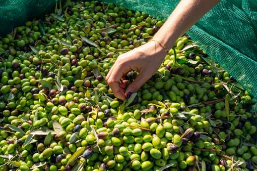 Tuscan Extra Virgin Olive Oil Tasting on Chianti Farm