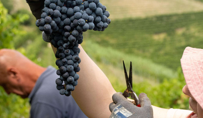 Our Favourite Wineries in Piedmont