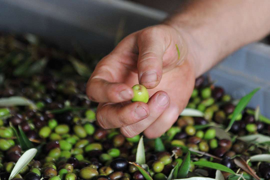 Olive Oil Harvest - Portraits Of Italy | Tuscany Now & More